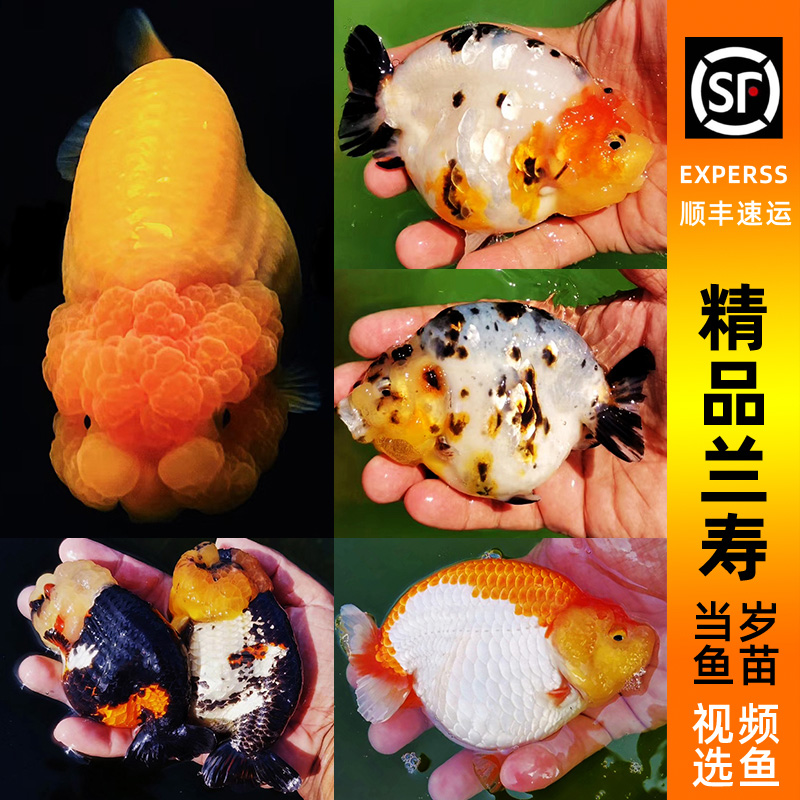兰寿金鱼小鱼苗活鱼小尾纯种黑寿