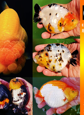 兰寿鱼苗淡水鱼精品小尾玉兔黑寿奶牛冷水观赏鱼三色波妞活鱼金鱼