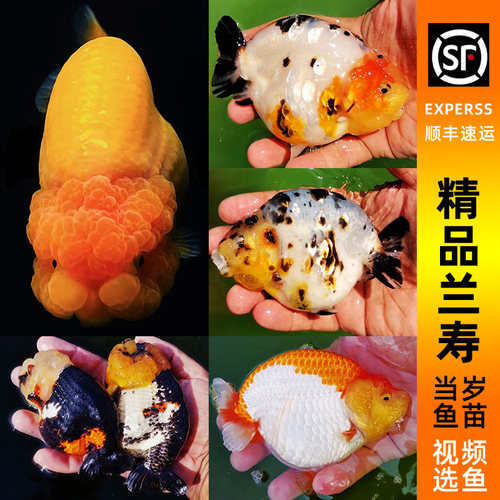 兰寿金鱼小鱼苗活鱼小尾纯种黑寿
