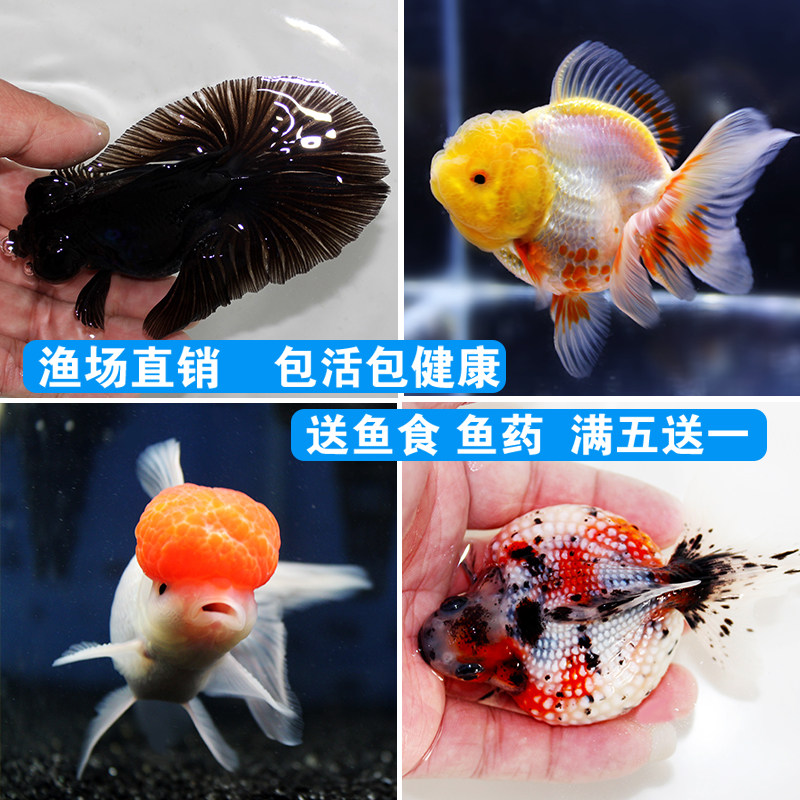 活体观赏小金鱼冷水鱼兰寿虎头顶红蝶尾珍珠金鱼苗活体淡水鱼包邮