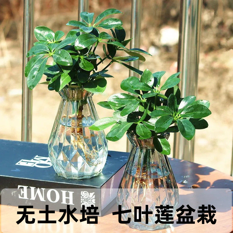 鸭掌木水培植物八方来财七叶莲室内盆栽水养绿植四季好养花卉桌面