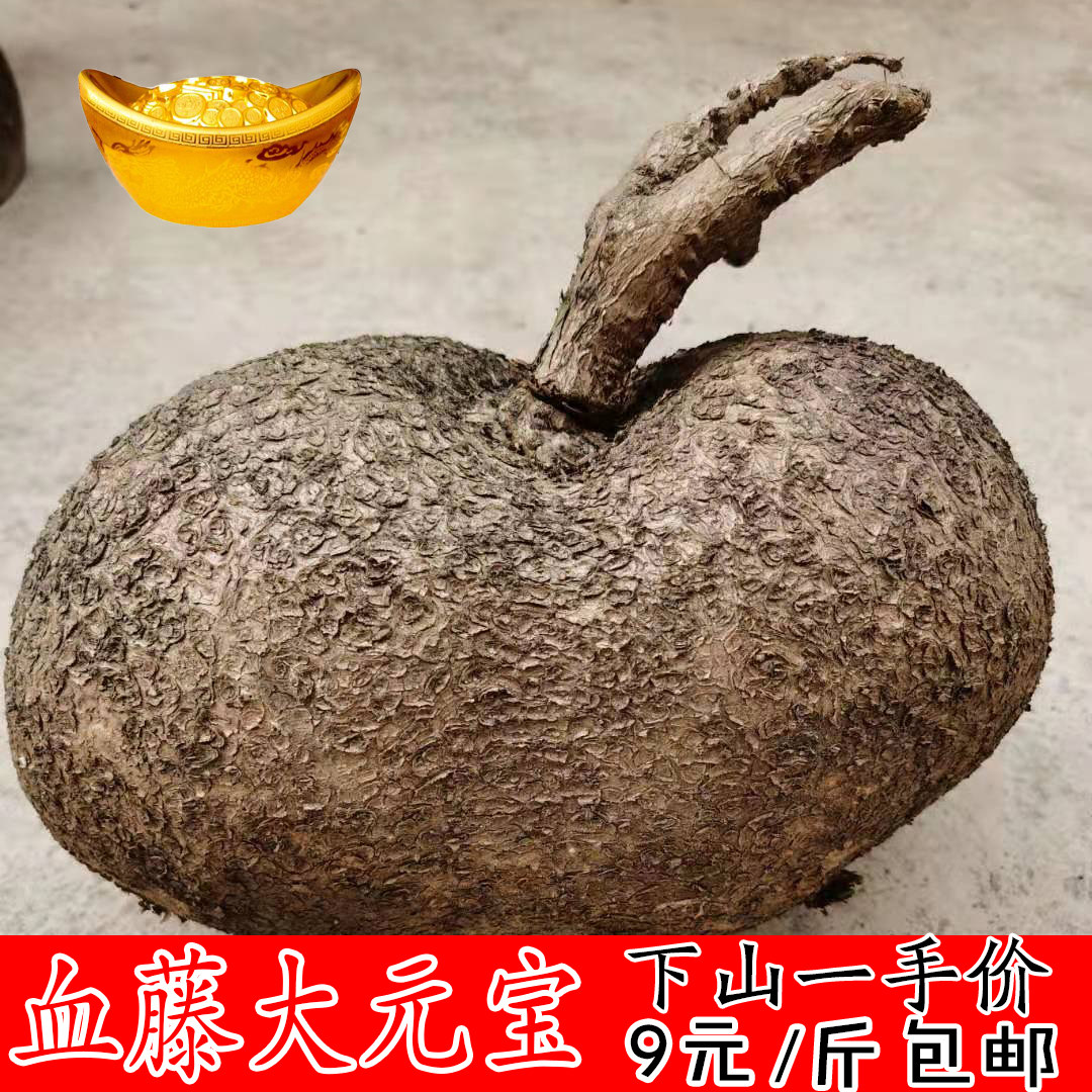 血藤大山乌龟9块一斤包邮2斤起下单基地直发多肉爆款红藤包邮包活