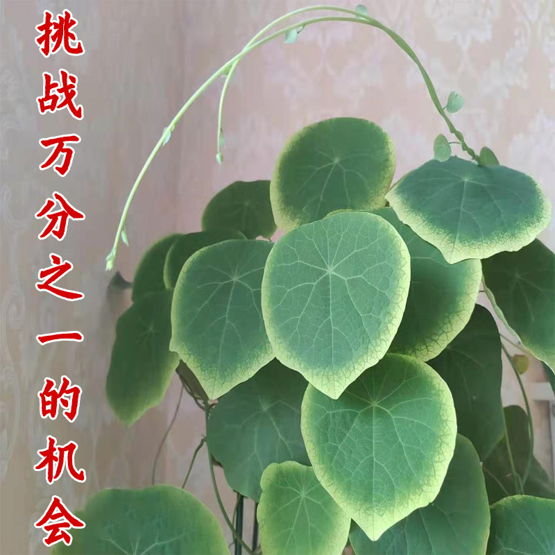 圆叶山乌龟藤本皇后客厅时尚盆栽多肉植物室内花卉12公分买一送一,鲜花速递/花卉仿真/绿植园艺,多肉植物,淘宝优惠券,粉丝福利购,淘宝优惠卷