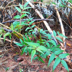 野生花椒苗价格 野生花椒苗图片 星期三 野生花椒苗价格 野生花椒苗图片 星期三