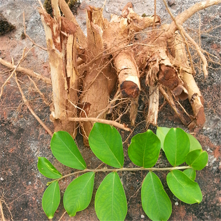 中药材紫薇根 猴郎达树不耐痒树搔痒树无皮树怕痒树紫槿树根