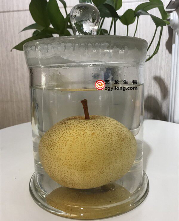 植物标本 教学科普馆陈列展示 浸制保色标本梨子实物标本制作