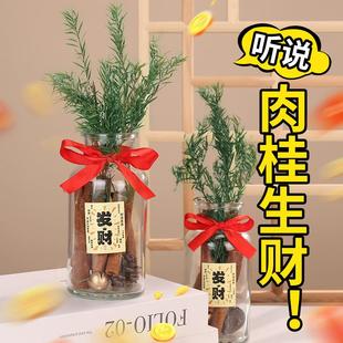 肉桂生财瓶摆件发财招财玻璃瓶子材料财厅位乔迁入宅仪式用品