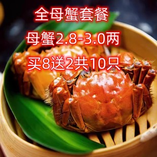 3.0两鲜活螃蟹 现货沐阳牌大闸蟹全母2.8 活蟹