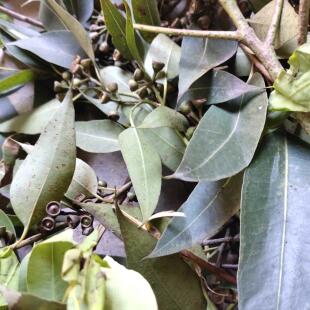 新鲜药用桉树叶 大叶桉树 原中药材桉树 新鲜品 1件500克