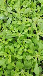 白花鼠曲草新鲜清明草绒毛草鼠壳草青团清明粑艾蒿蒿草粑粑艾草叶