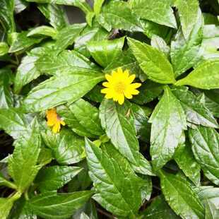 新鲜卤地菊 黄花龙舌草 田黄菊 黄花冬菊 蟛蜞菊500g