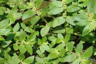 飞扬草新鲜现采乳籽草500g大飞扬大乳汁草飞扬草洗澡草药包邮