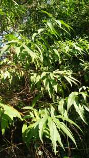 新鲜桃树叶 500g 嫩桃叶山毛桃叶桃子叶洗澡跳蚤 枝叶