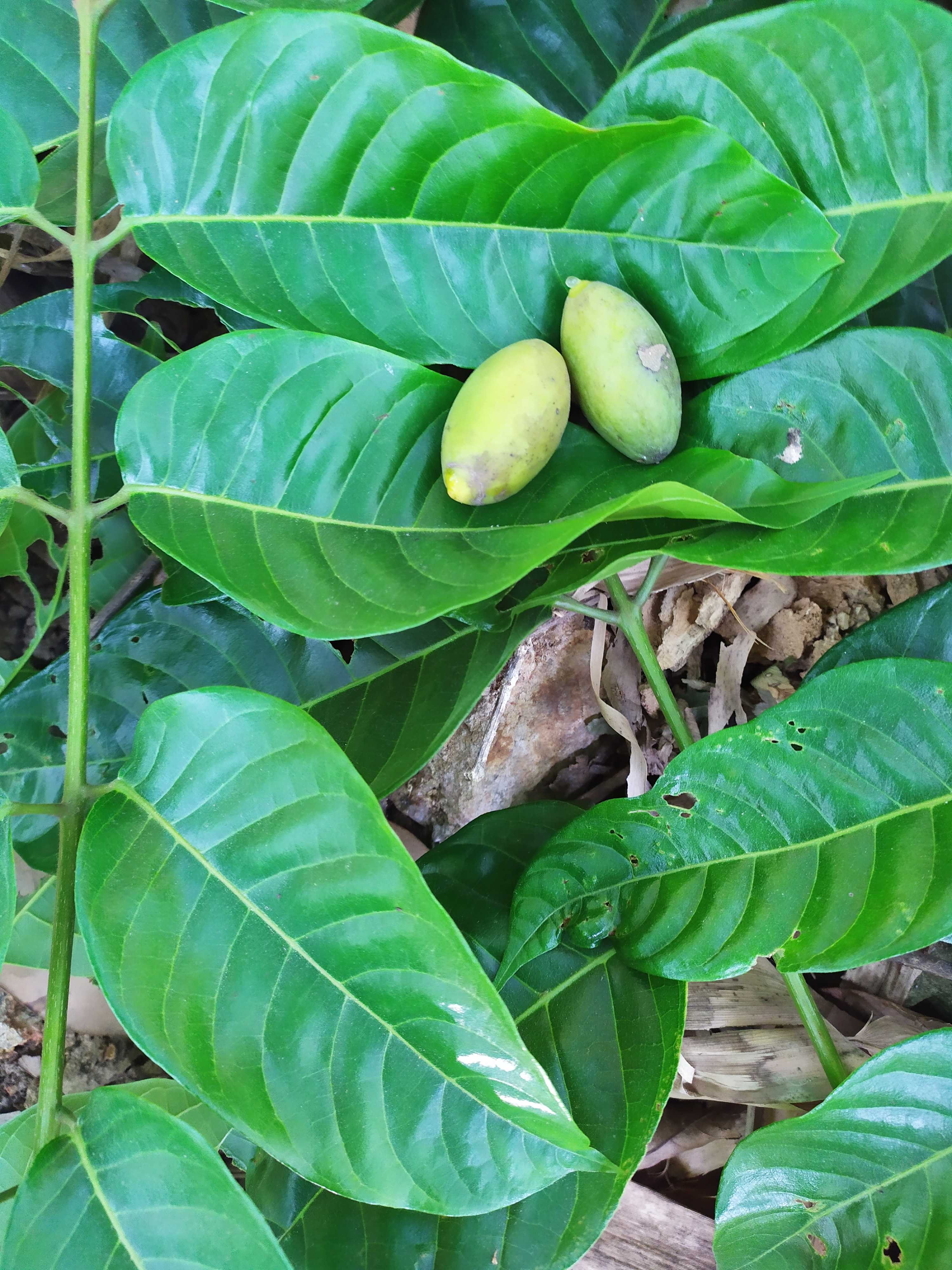 新鲜 青橄榄叶 绿橄榄树叶 非干品青果叶 白榄树叶500克包邮