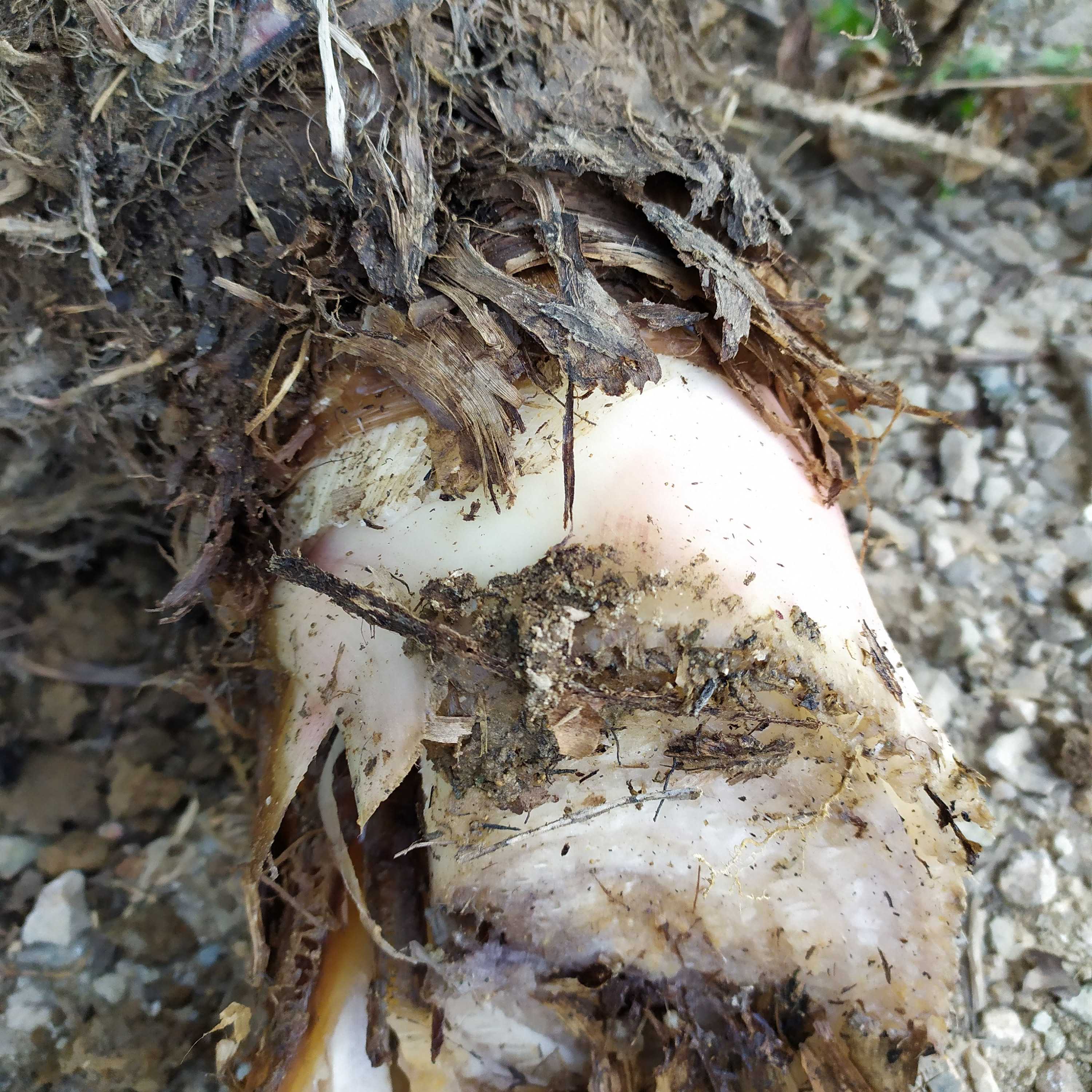 新鲜湿品芭蕉根、蕉头、蕉树根500克