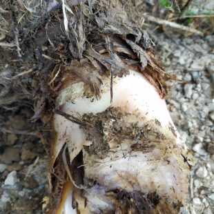 新鲜湿品芭蕉根、蕉头、蕉树根500克