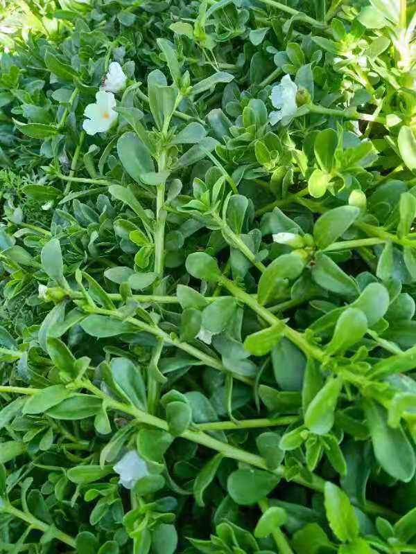 包邮新鲜现采现发白花马齿苋老鼠耳白枝马齿苋菜500g