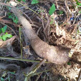 现采中草药材 苎麻根 野麻 野苎麻  苧麻根 苎麻头500g包邮
