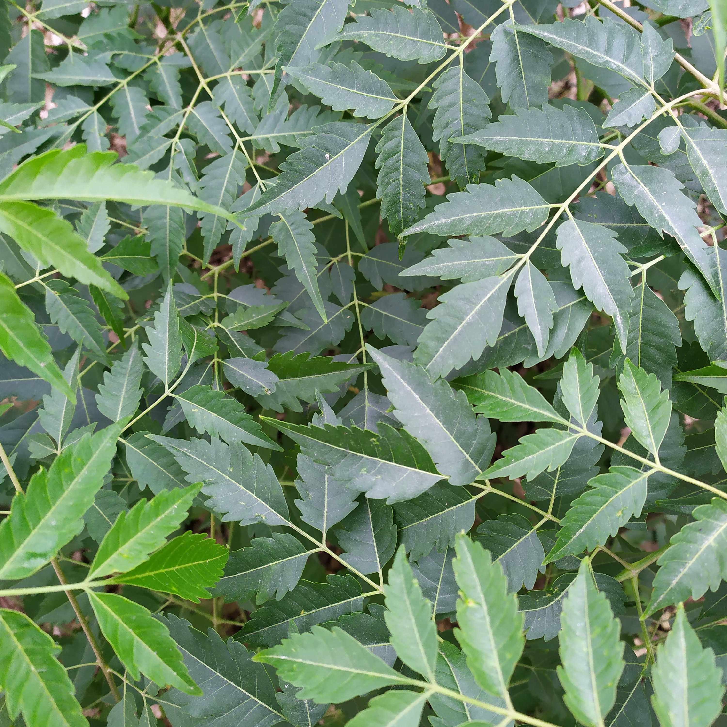 新鲜苦楝树叶苦练树叶苦楝树皮外用熬水现采500克包邮有根