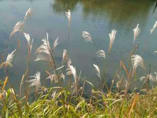 新鲜茅草 白茅根草 白茅草 白茅花丝茅花白茅500g