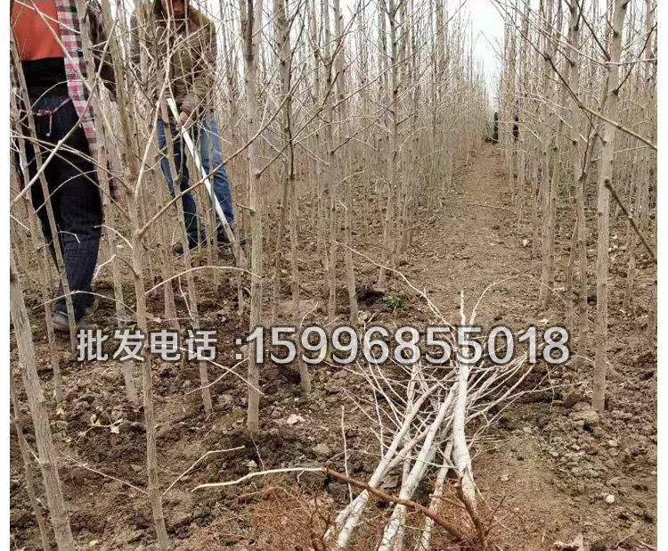 占地拆迁果苗行道银杏树庭院绿化