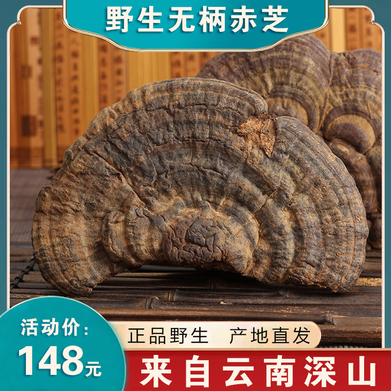 野生无柄赤芝整枝野生灵芝干货云南深山林芝灵芝茶切片可切片磨粉