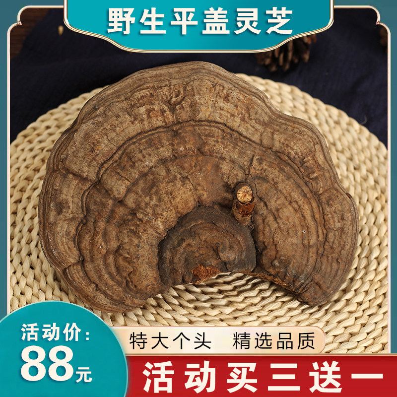 长白山野生平盖灵芝树舌灵芝整枝野生青芝500克林芝干货 买三送一