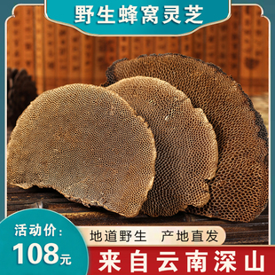 野生蜂窝灵芝 云南整枝灵芝 野生毛蜂窝菌250克蜂窝层孔菌龙眼树