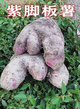 赣南紫山药紫色古天根脚板薯新鲜参薯淮山农产品江西安远地道农家