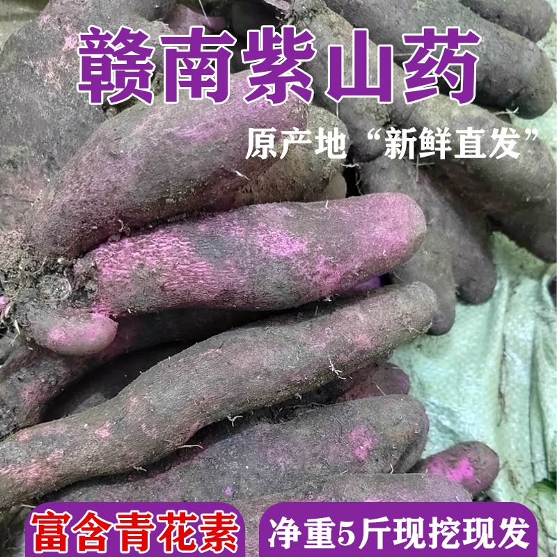 紫山药毛薯脚板薯紫大薯