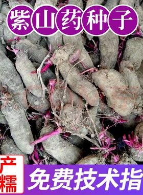 江西脚板薯紫色紫薯新鲜农产品蔬菜紫薯紫色紫心紫山药沙地板栗