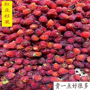 南方红豆杉果子新鲜干果实野生植物中药材紫杉醇泡酒泡茶500g包邮