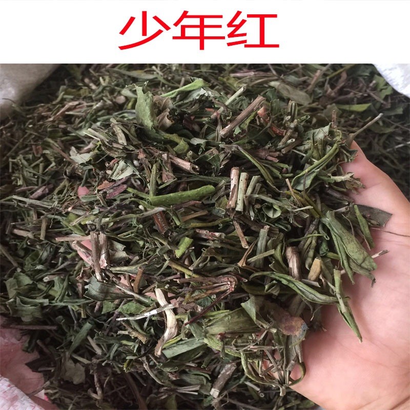 偏冷奇中草药材 少年红 狼狗肝野生念珠藤叶新货紫金牛属500g包邮