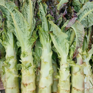 安徽安庆新鲜紫叶莴笋 农家自种时令蔬菜鲜嫩香莴苣莴菜青莴笋5斤