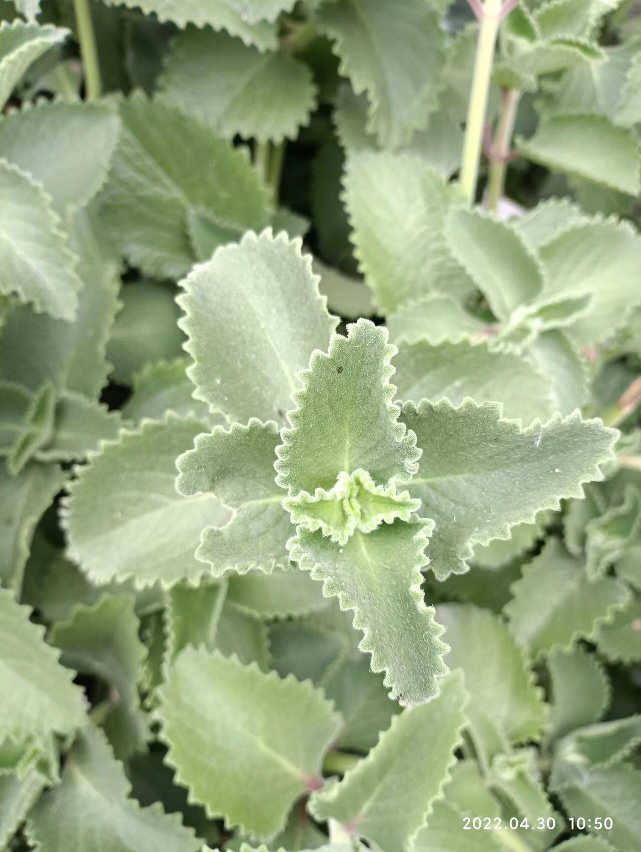 包邮潮汕青草药现采番桔风桔到手香左手香排香草太子香新鲜枝叶