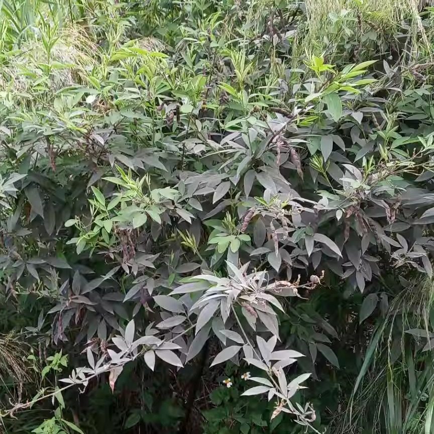 包邮潮汕青草药现采木豆树豆观音豆黄豆树杻豆仙草豆鲜枝叶