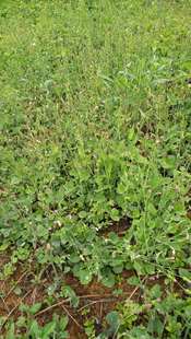 包邮潮汕青草药新鲜现采现发叶下红红背叶一点红羊蹄草红背草