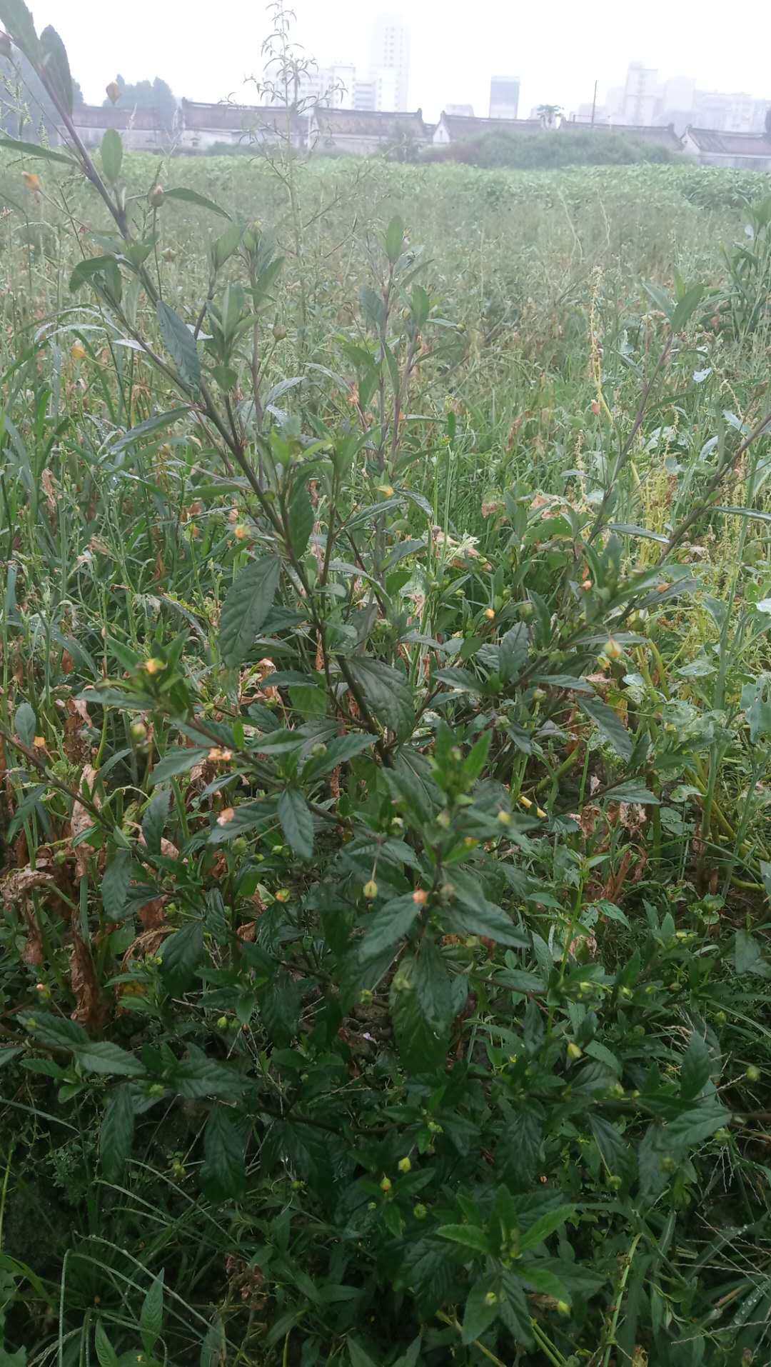包邮潮汕青草药新鲜现采现发梅肉草皮肉草生肌草白背黄花稔