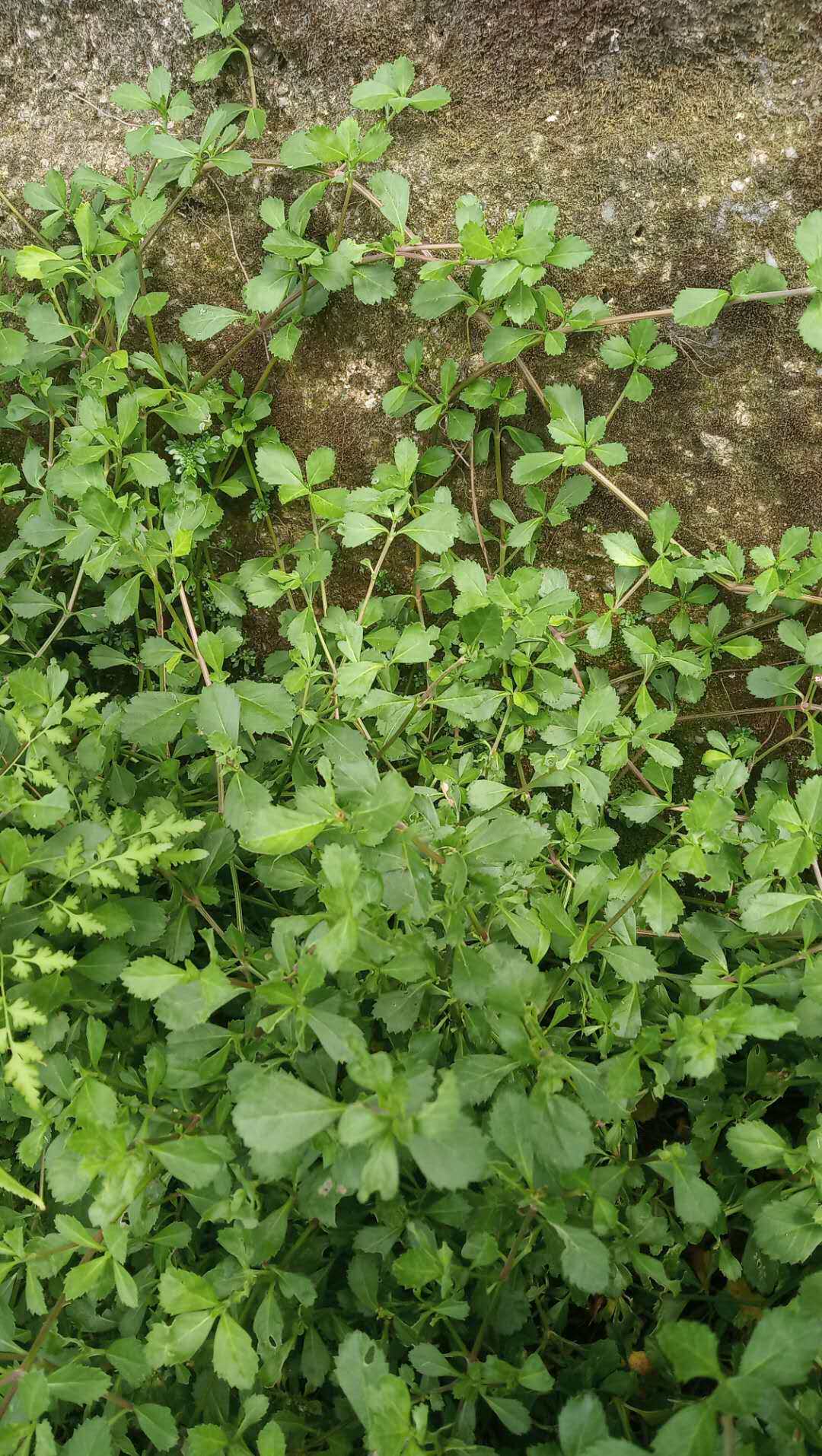 包邮潮汕青草药新鲜现采铁扁担番梨草痱疡藤水黄芹过江藤