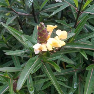 包邮潮汕青草药台蛇剑斩蛇剑台蛇剑血路草花叶假杜鹃现采新鲜枝叶