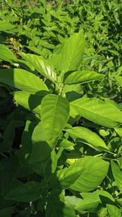 包邮潮汕青草药新鲜枝叶现采现发白鹤灵芝灵枝草灵芝草癣草