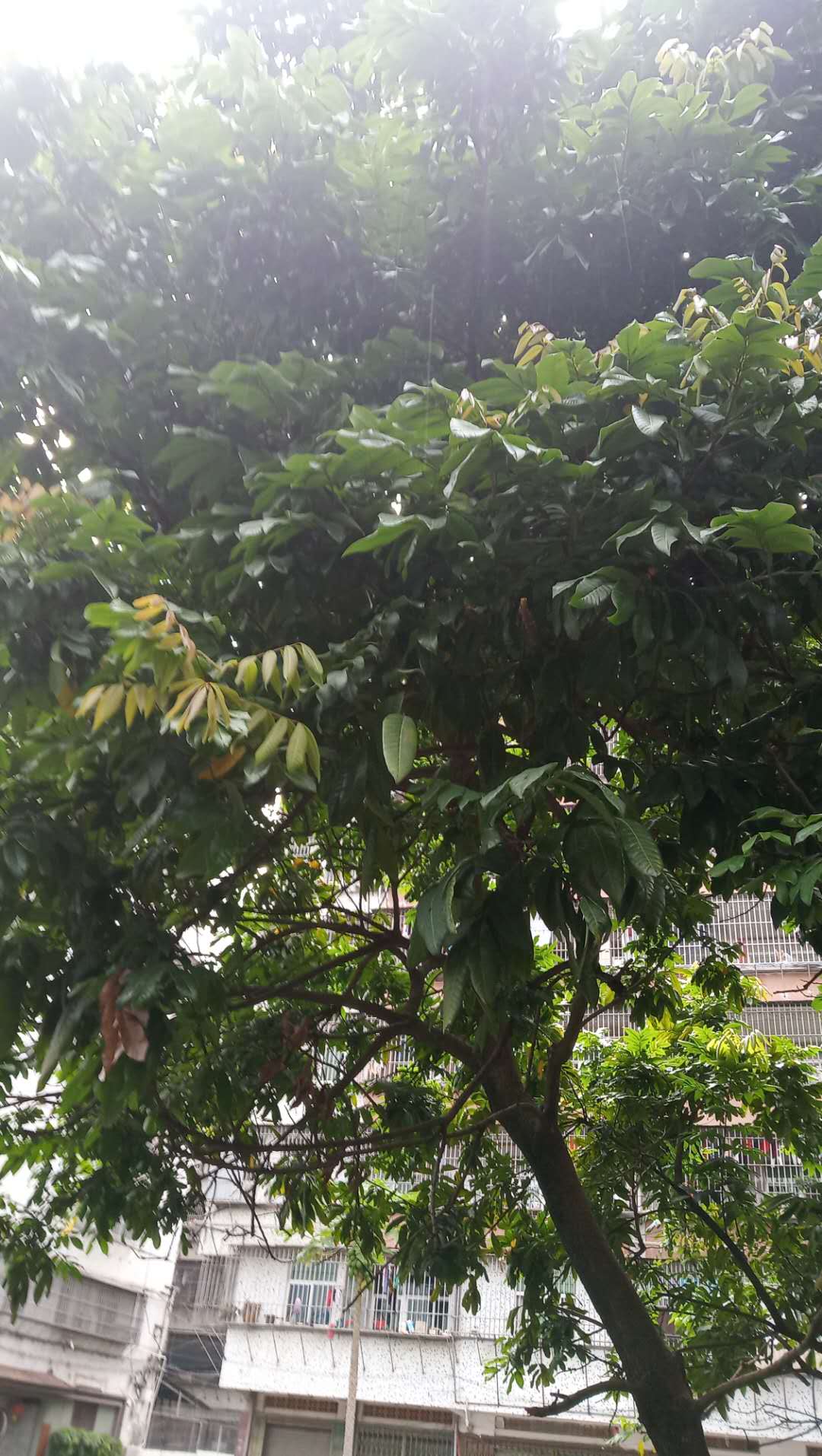 潮汕青草药龙眼龙眼树叶图片