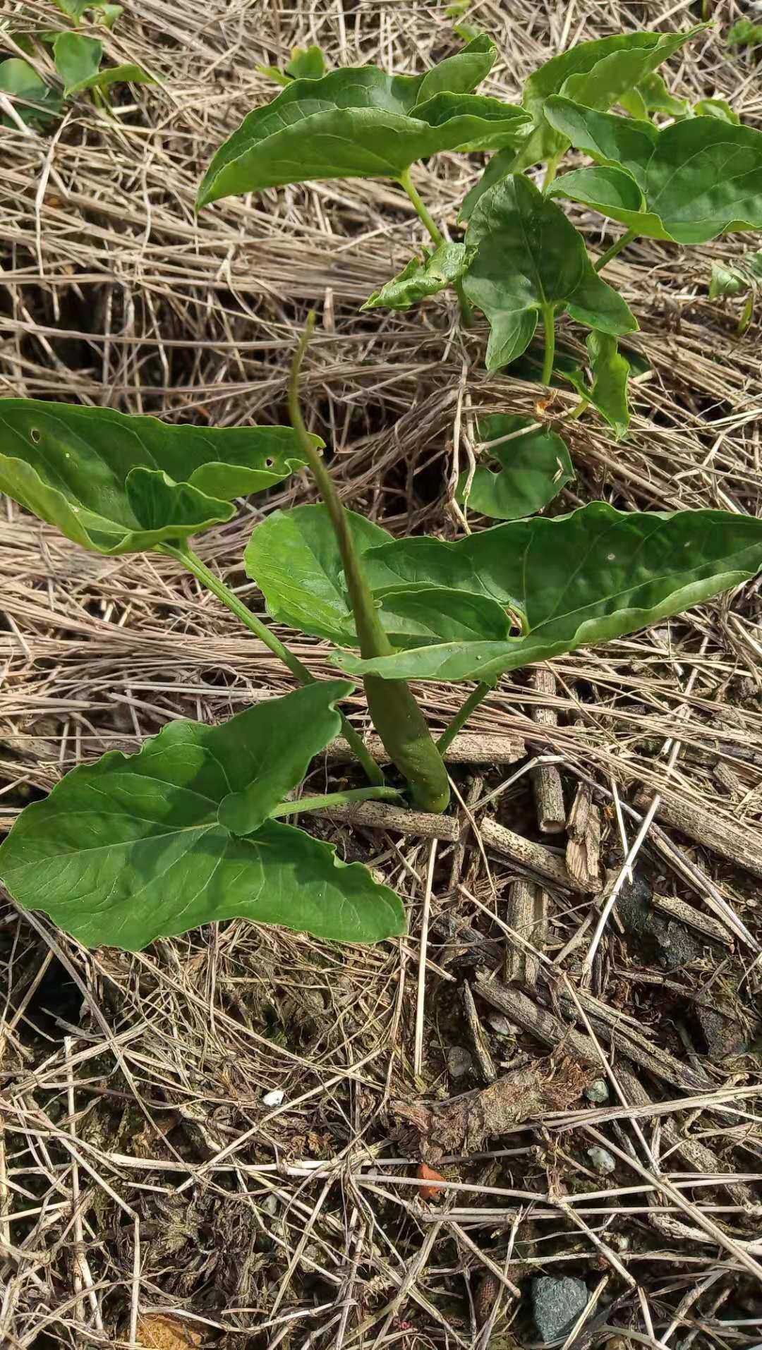 包邮潮汕青草药新鲜现采现发独脚莲犁头尖三角蛇