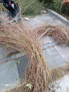 包邮潮汕青草药鸡掇鼻倒扣草白花鸡掇鼻土牛膝鸡骨癀自晒干品