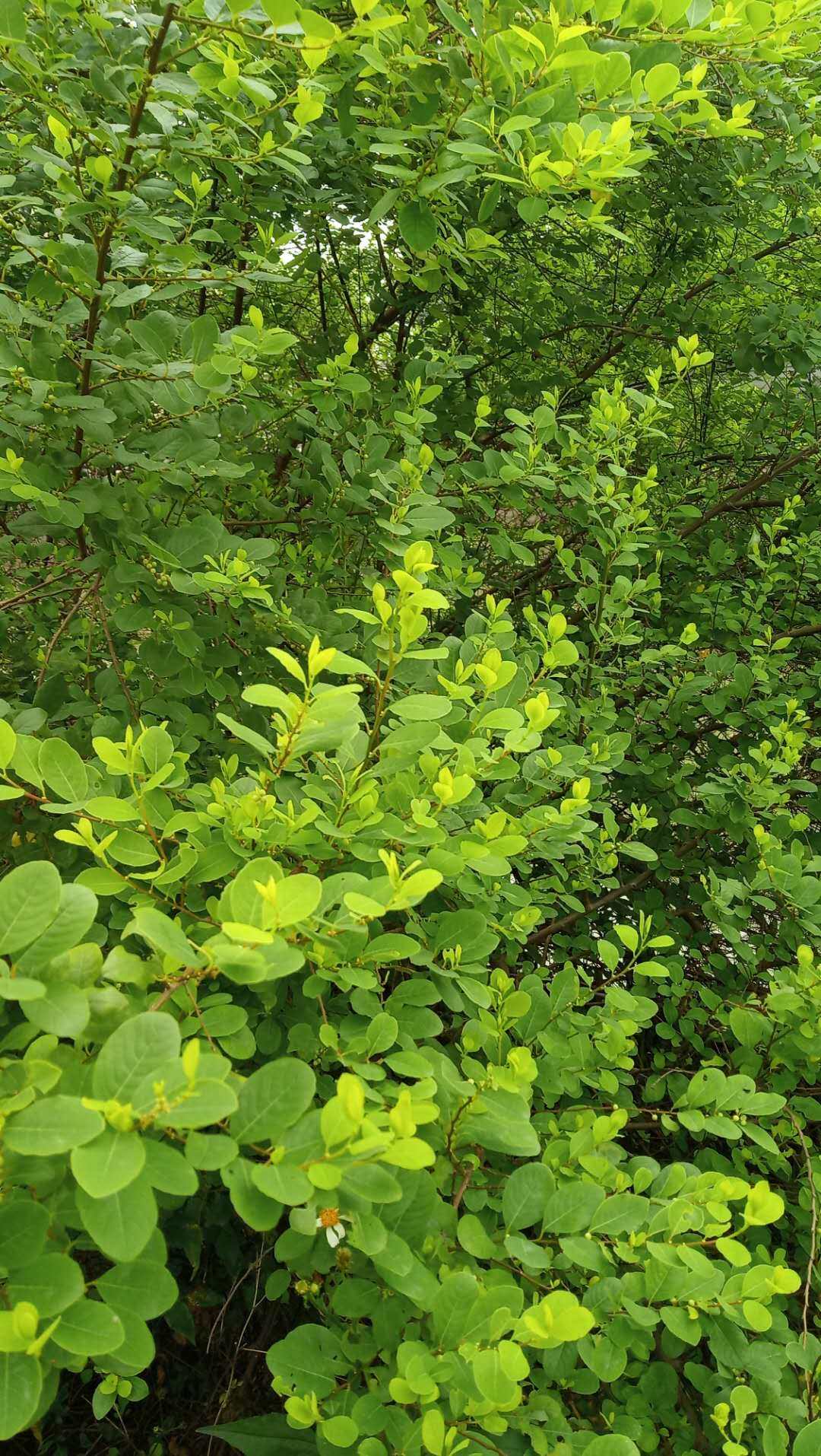 包邮潮汕青草药现采现发白饭树鱼眼木鹊饭树白倍子新鲜枝叶