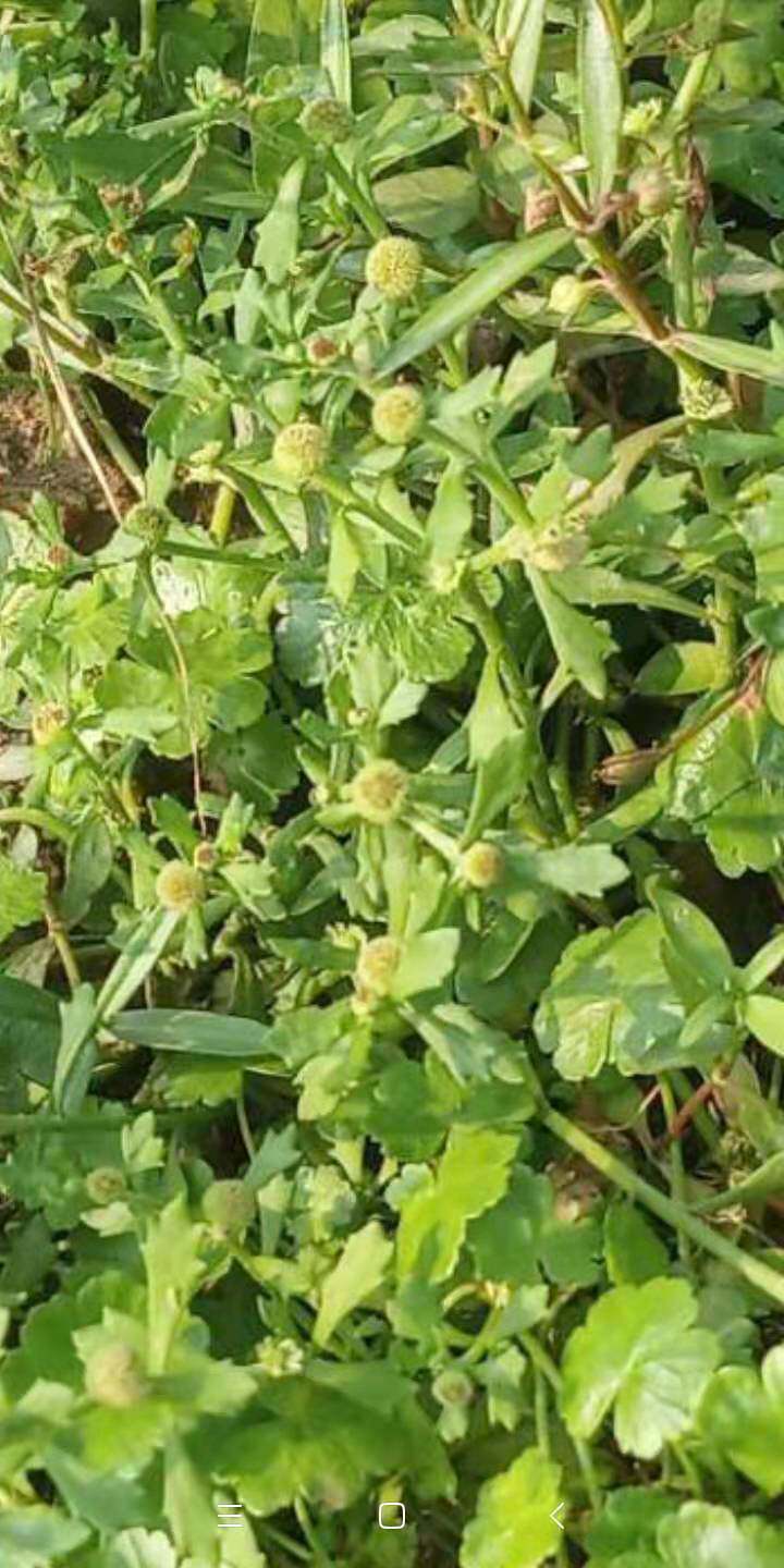 包邮潮汕青草药现采新鲜鹅仔唔食草地胡椒球子草石胡荽