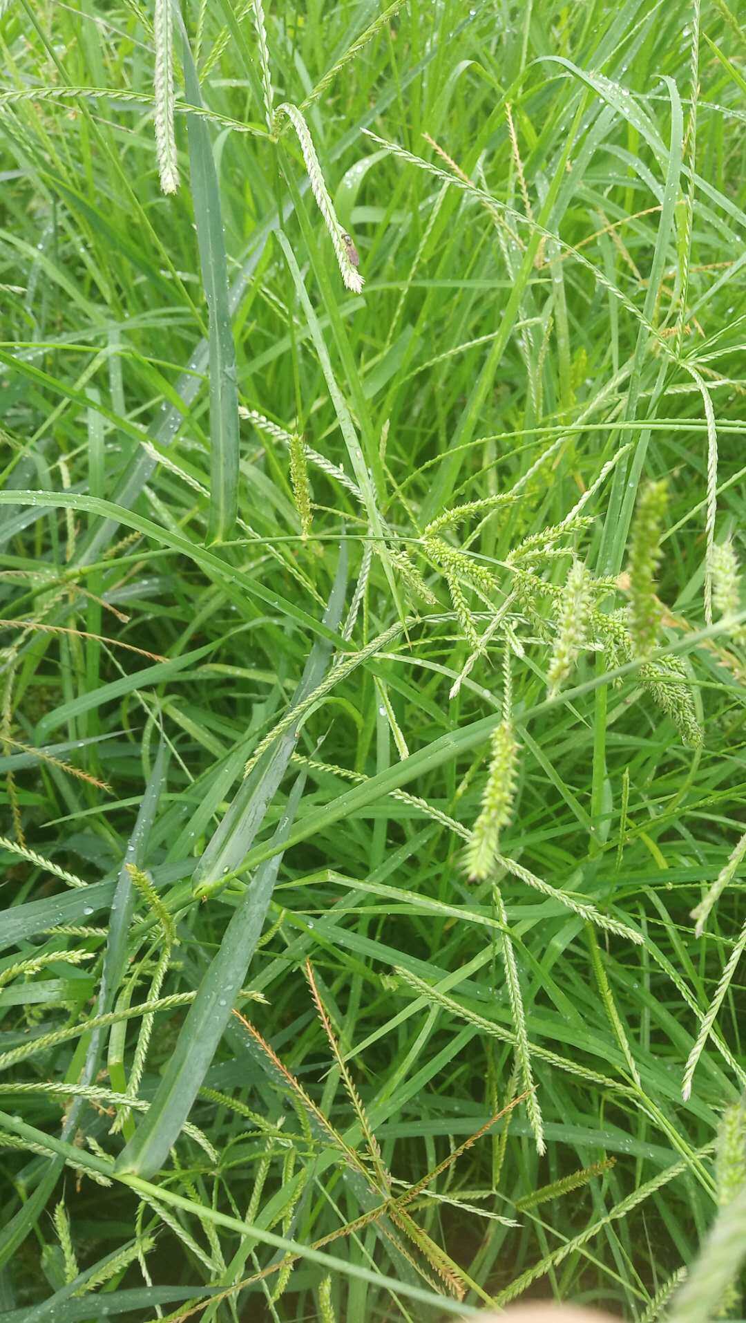 包邮潮汕青草药新鲜现采现发牛顿草牛筋草蟋蟀草千人拔千人踏