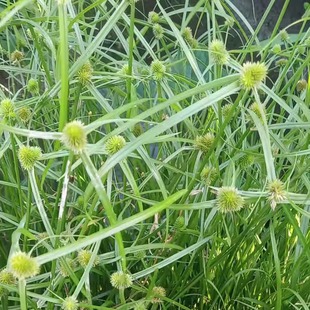 包邮潮汕青草药新鲜现采现发无头厚香散寒草短叶水蜈蚣三荚草