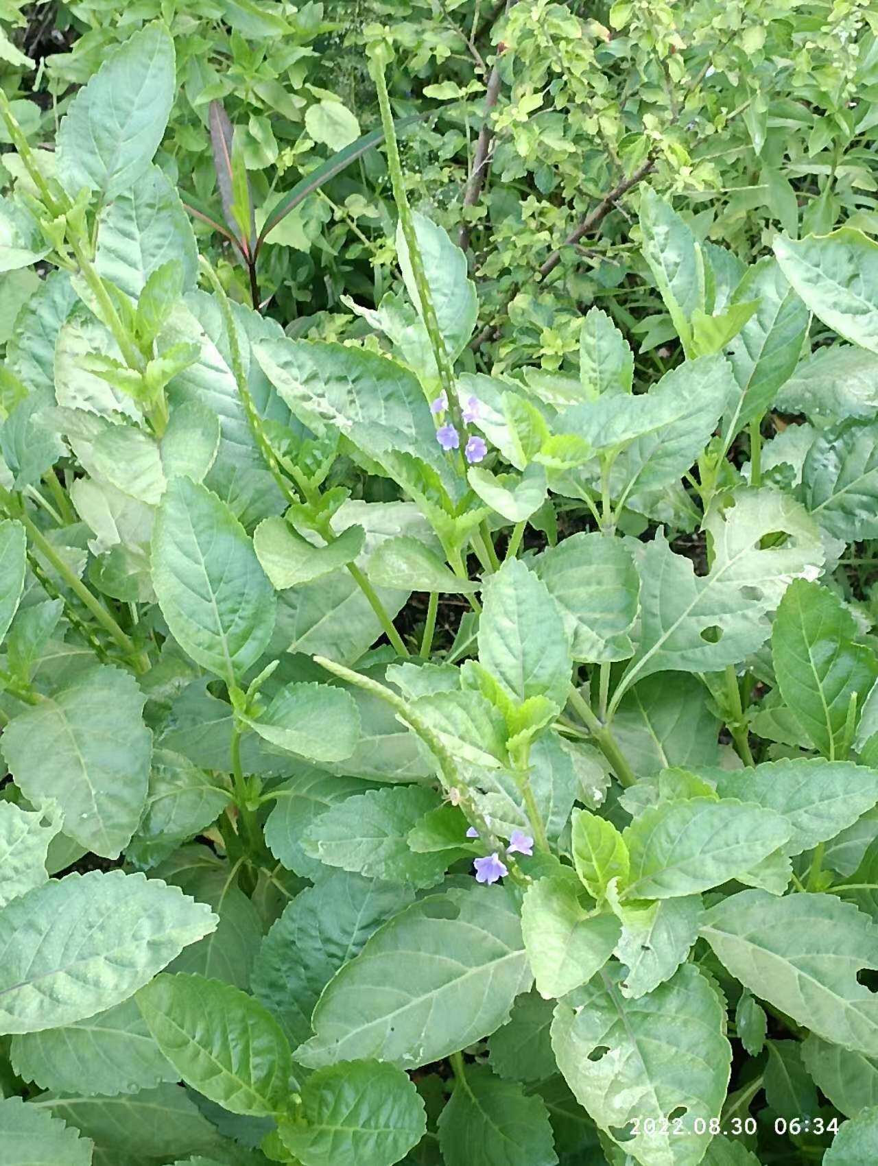 包邮潮汕青草药现采新鲜假马鞭假败浆玉龙鞭蛇尾草