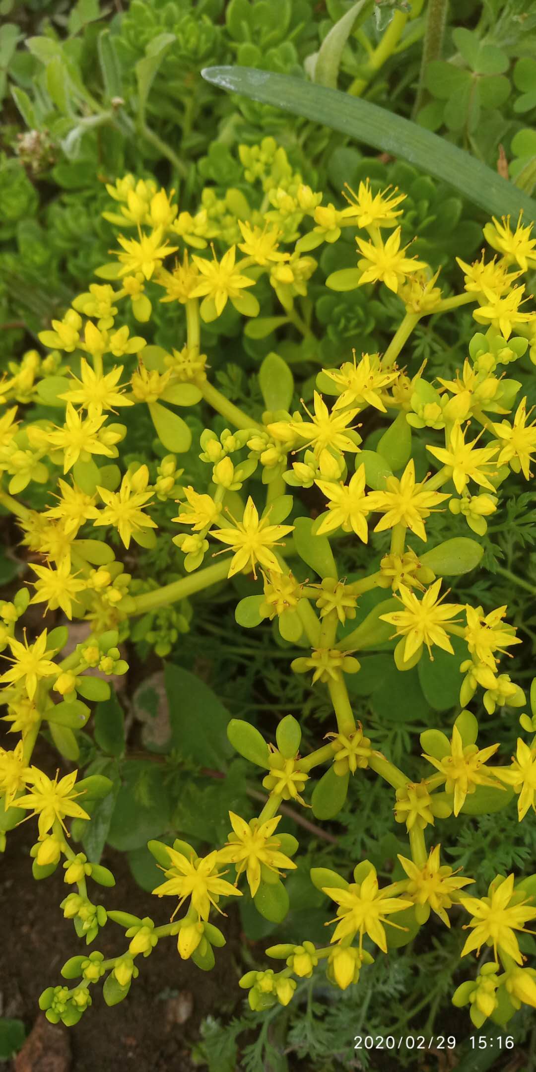 包邮潮汕青草药现采新鲜珠芽景天小箭草马屎花零余子白老鼠耳